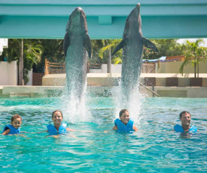 Puerto-Vallarta-Jalisco-México-Swim-With-Dolphins