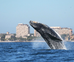 Puerto-Vallarta-Jalisco-México-Whale-Watching